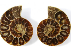Ammonite, Madagascar, price for 2 pieces - see photo, total 11.27 grams, 28x23x7 and 27x23x7 mm