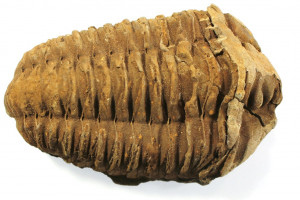 Fossilized trilobite of the genus "Flexicalymene" from Morocco, 63.9 grams, 70x44x21 mm