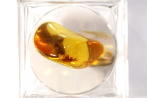 Baltic amber with insect in magnifying plastic box, Lithuania. Amber: 14x11x6 mm, 0.58 grams. Plastic box 27x27x29 mm