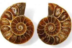 Ammonite, Madagascar, price for 2 pieces - see photo, total 9.5 grams, 26x22x7 and 26x22x7 mm