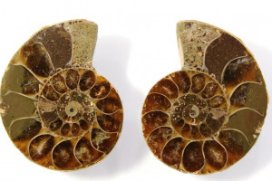 Ammonite, Madagascar, price for 2 pieces - see photo, total 9.22 grams, 25x21x7 and 25x21x7 mm