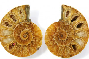 Ammonite, Madagascar, price for 2 pieces - see photo, total 11.41 grams, 29x25x6 and 29x24x6 mm