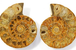 Ammonite, Madagascar, price for 2 pieces - see photo, total 10.78 grams, 30x26x6 and 30x26x6 mm