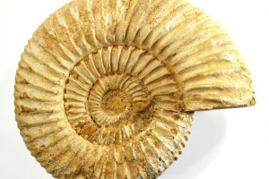 Ammonite Perisphinctes sp., Mitsinjo, Madagascar, XL size, 191. 7 grams, 91x79x26 mm