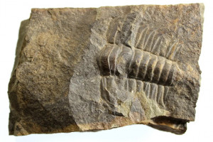 Czech trilobite - Paradoxides gracilis, Jince, district of Příbram, Central Bohemian Region, Czechia, trilobite 40x35 mm, sample 84x55x19 mm